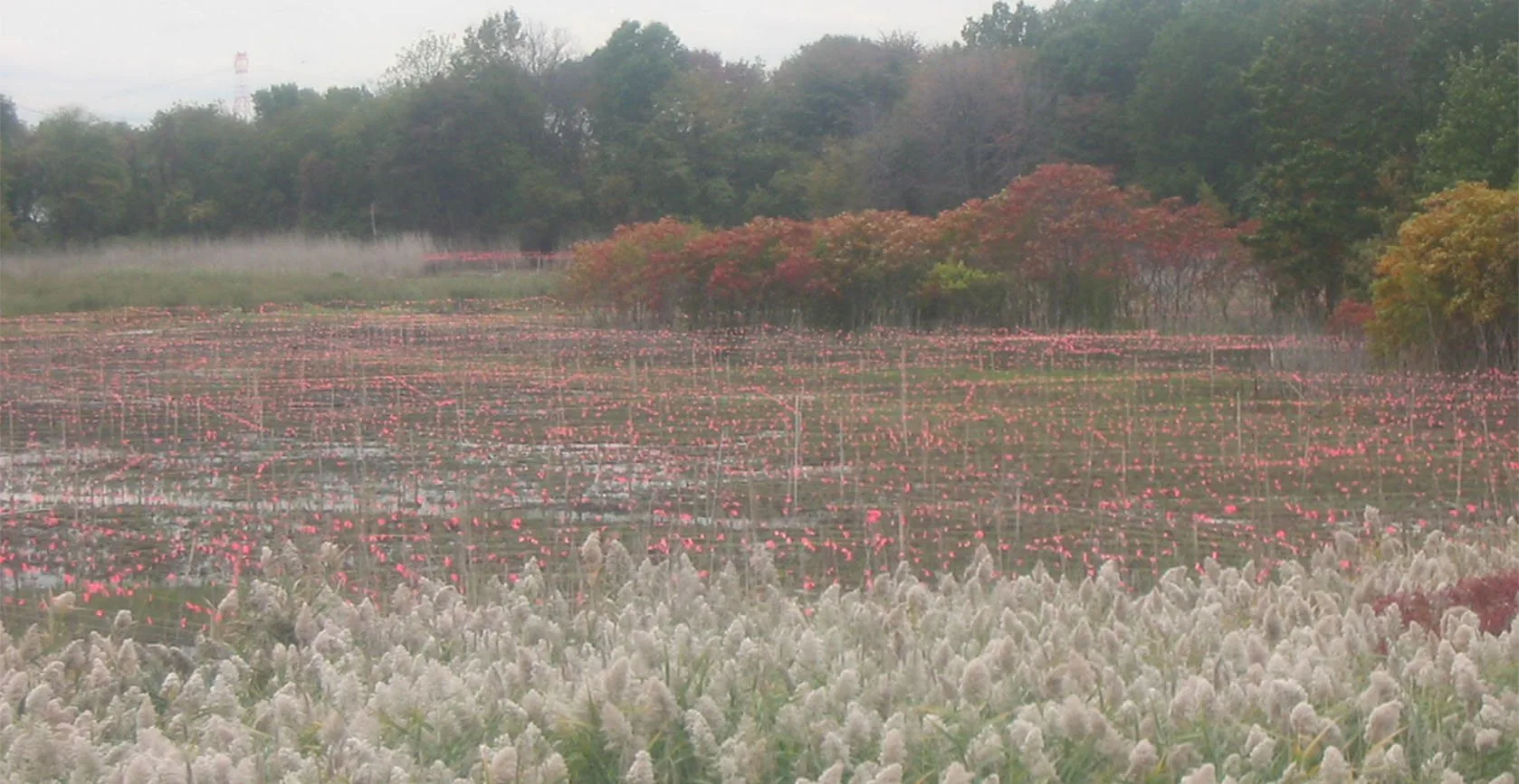 Bridge Creek Wetland – Staten Island, NY, photo 7