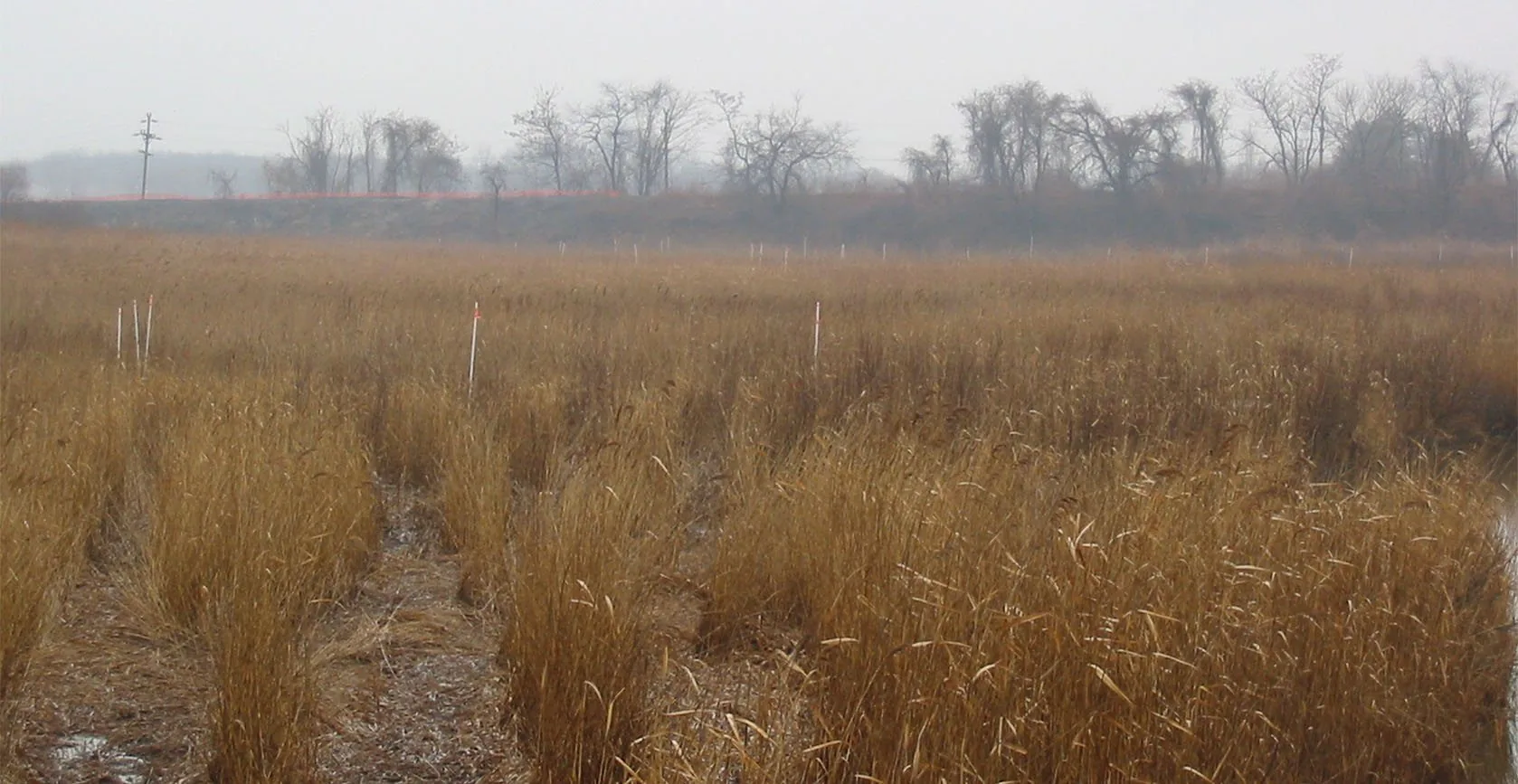 Bridge Creek Wetland – Staten Island, NY, photo 8