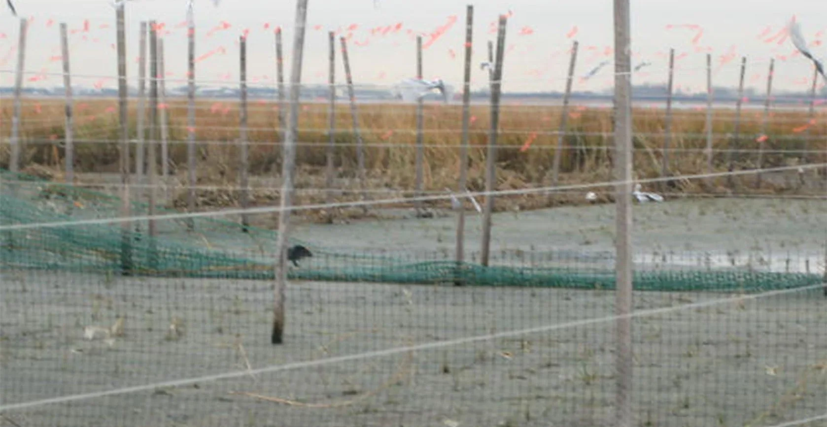 Elders Point Mitigation and Restoration – Jamaica Bay, NY, photo 12