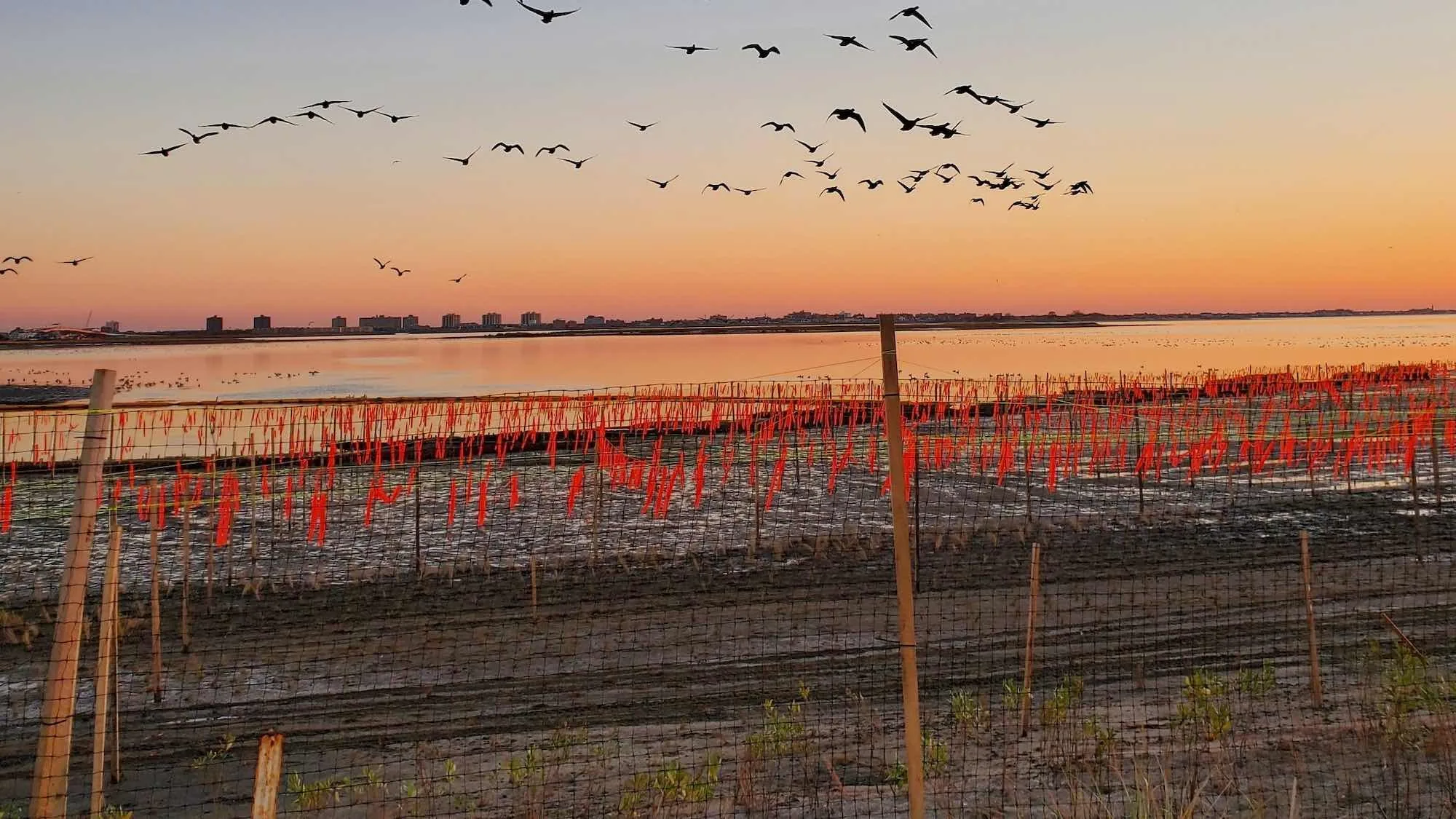 Jamaica Bay Wildlife Refuge – West Pond, photo 7