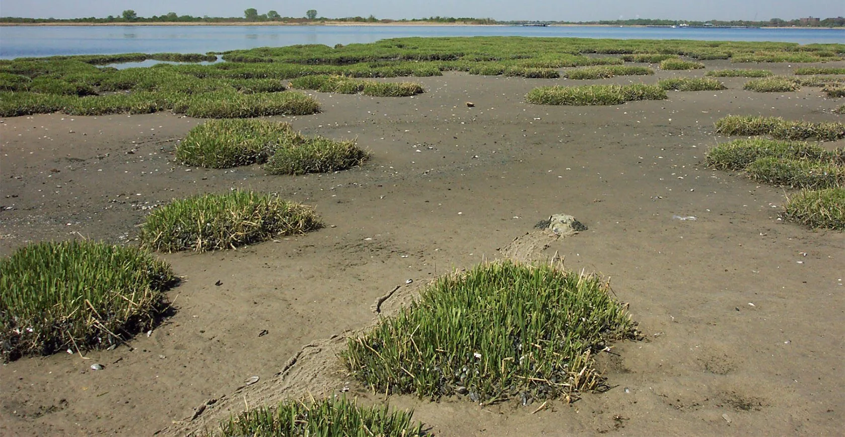The United States Army Corps of Engineers – Elders Point Salt Marsh Mitigation, photo 10