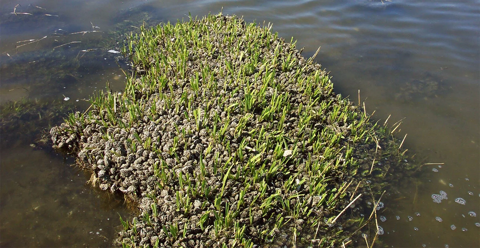 The United States Army Corps of Engineers – Elders Point Salt Marsh Mitigation, photo 12