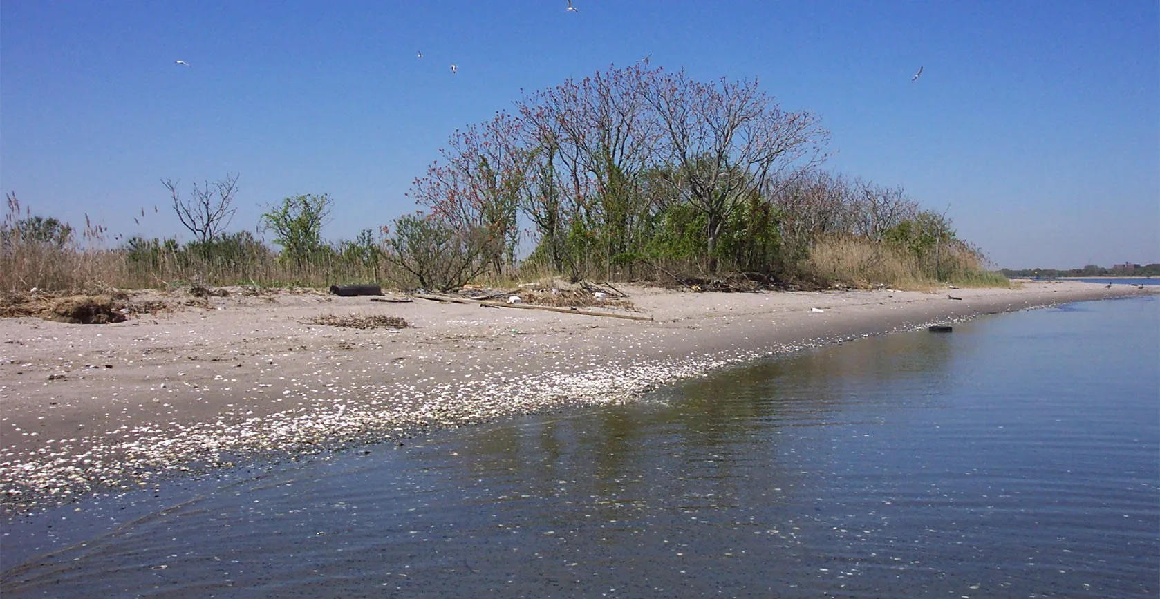 The United States Army Corps of Engineers – Elders Point Salt Marsh Mitigation, photo 13