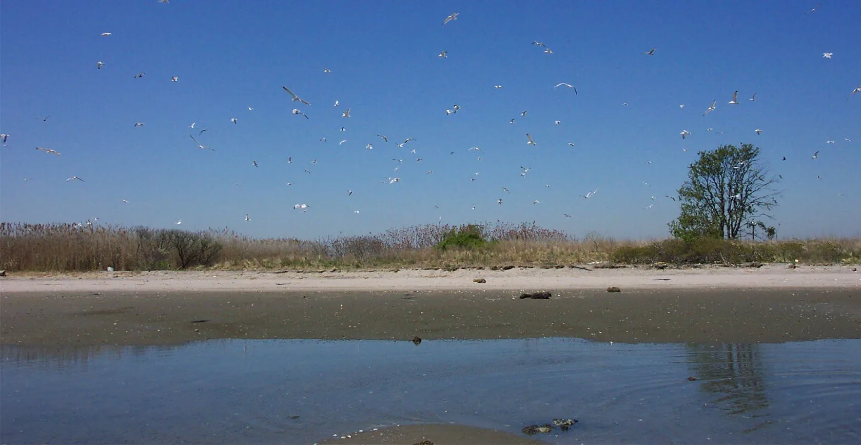 The United States Army Corps of Engineers – Elders Point Salt Marsh Mitigation, photo 14