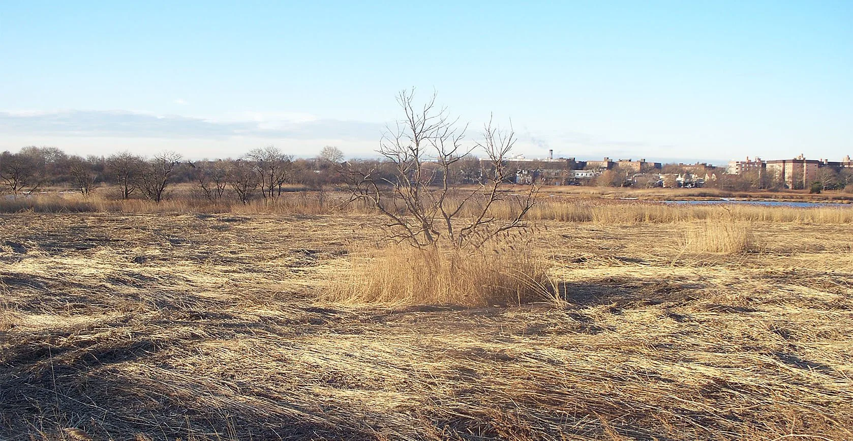The United States Army Corps of Engineers – Gerritsen Creek Restoration – Brooklyn, NY, photo 7